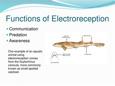 Electroreceptive Fish .